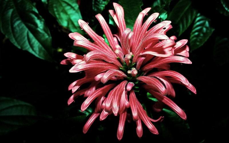 pollen, flowers, pink Color, no people, red, background, inflorescence, focus on foreground, fragility, plant, green Color, vibrant Color, backgrounds