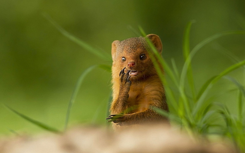 wildlife, looking at camera, mammal, small animal, muzzle, nature, portrait, grass, no People, 1080P, selective focus, young Animal, looking, outdoors