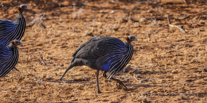white, guinea fowl, day, travel destinations, mammal, animal themes, beauty in nature, animal, vertebrate, points, samburu, domestic animals, no people