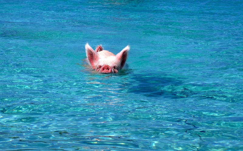 animals, wilbur, swimming, unusual, animal, 2K, pigs, ordinary, ocean, funny