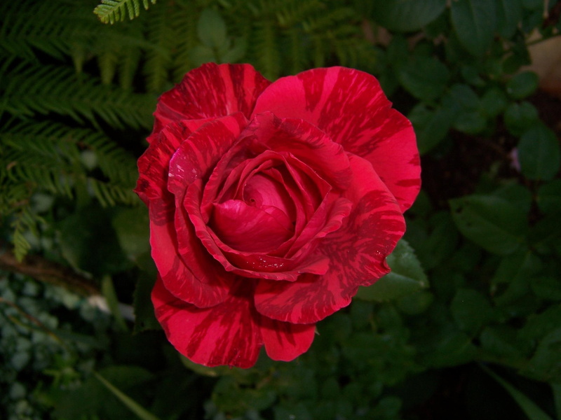 roses, rose, unusual roses, striped, nature and landscapes, red, 1080P, red stripes
