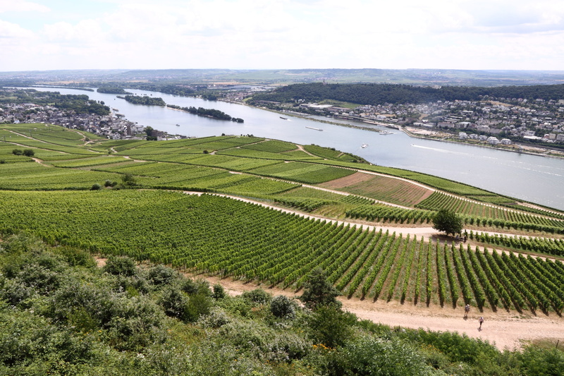 plant, green color, rhine, built structure, 4K, day, land, sky, tranquil scene, nature, scenics - nature, growth, landscape, environment, high angle view