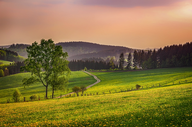 field, tranquil scene, north rhine westphalia, beauty in nature, landscape, sauerland, plant, light, green color, away, bloom, mountain country, mountain