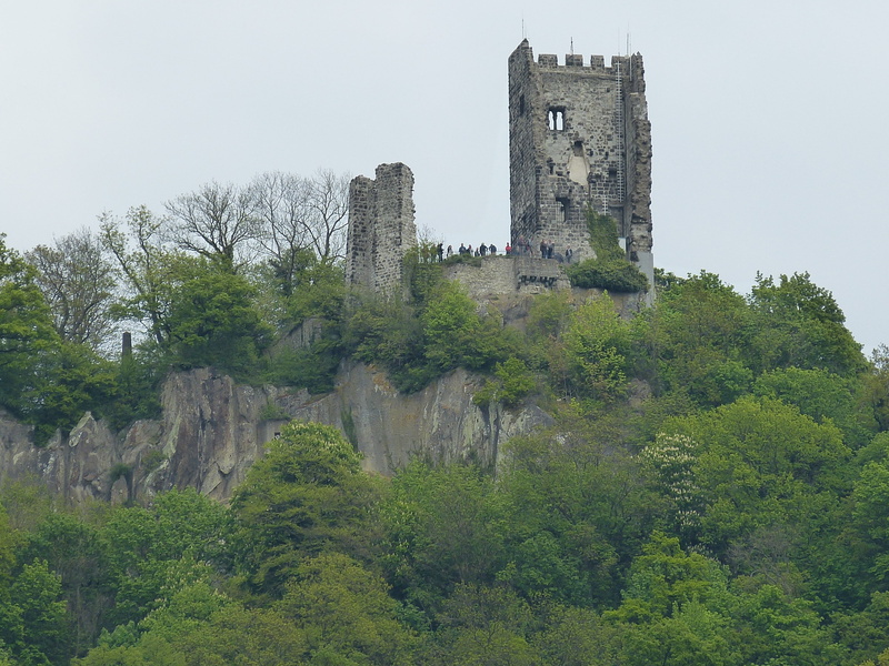 forest, dragon rock, no people, built structure, rhine, tourism, middle ages, ruined, rhine valley, old, growth, travel, architecture, tree, abbey, tower