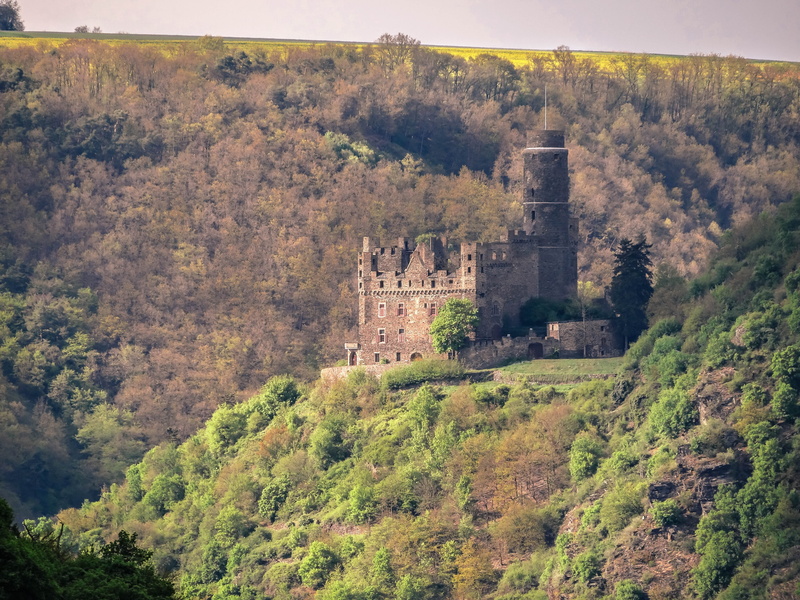 places of interest, growth, travel destinations, river, tree, middle ages, raptors, building, castle mouse, rhine, day, no people, plant, sachsen, travel