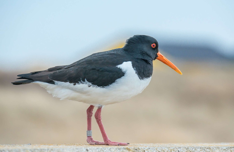 one animal, full length, seevogel, seagull, north sea, water bird, beak, animals in the wild, day, focus on foreground, bird, outdoors, oystercatcher, land