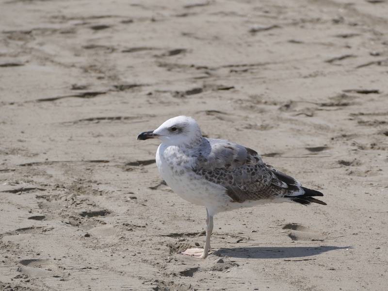 water, side view, bird, seagull, day, animal themes, nature, animal wildlife, outdoors, sand, 1080P, focus on foreground, land, vertebrate, sea, beach
