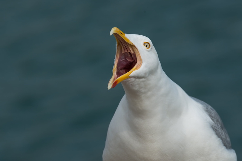 larus argentatus, beak, mouth, one animal, scream, animal call, animal themes, animal body part, focus, bill, ring, bird, photo, animal wildlife, nature