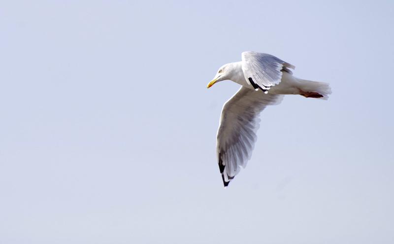 spread wings, no people, seagull, flying, day, animal wing, animal wildlife, copy space, seevogel, one animal, clear sky, motion, sky, profile view, vertebrate