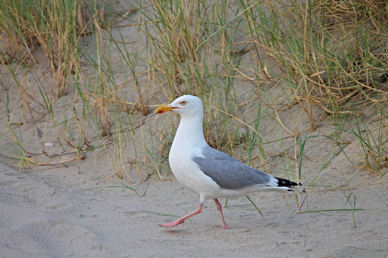 seevogel, spot, plumage, bill, grass, water bird, bird, beach, north sea, one animal, outdoors, perching, animal wildlife, animal, 4K, coast, waters, wind