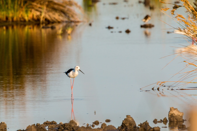 mirroring, animal, avocet, 4K, camargue, solid, focus on foreground, water, watt bird, animal themes, bird, stilt, lake, beauty in nature, arles, reflection