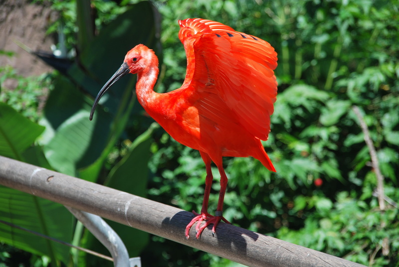 temaiken, seevogel, eudocimus ruber, heron, red ibis, plant, scarlet-red, pinnate, scarlet ibis, beak, water bird, animal wildlife, no people, perching