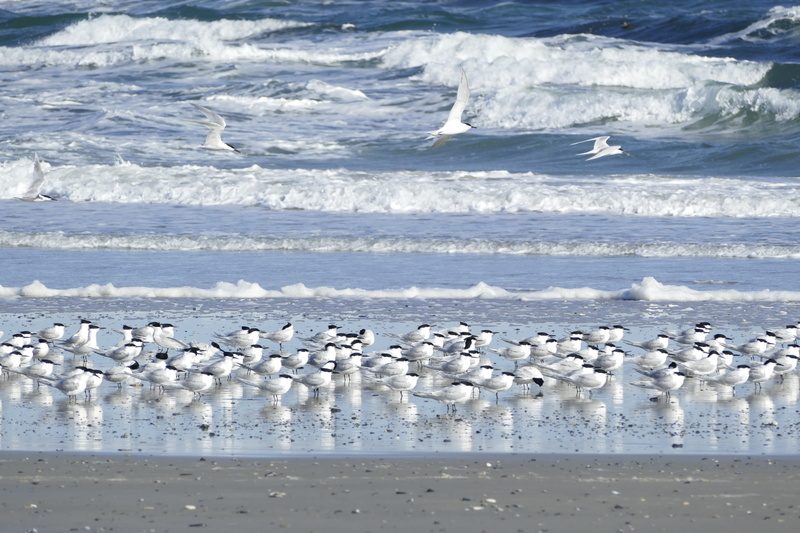 no people, 5K, animal, tern, large group of animals, animal wildlife, water, animals in the wild, surf, motion, beach, beauty in nature, terns, nature