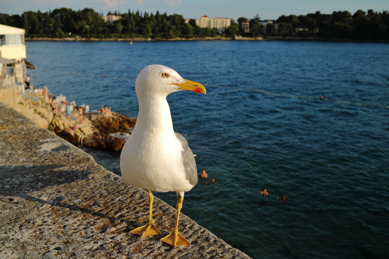 wall, bird, animal wildlife, parapet, croatia, animal themes, beauty in nature, sea, outdoors, 5K, animal, rovinj, animals in the wild, group of animals