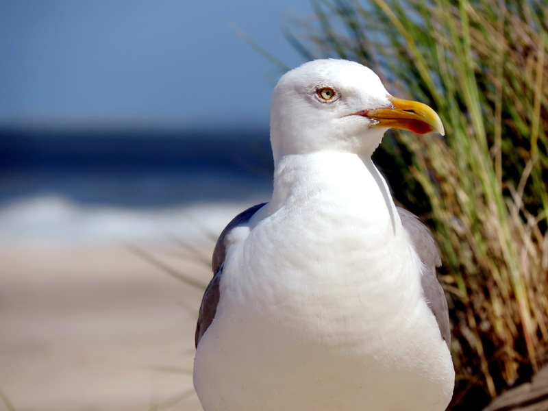 herring gull, animal, white, view, spring dress, vertebrate, nature, beak, dune, wildlife photography, water, holiday, day, animals in the wild, seevogel