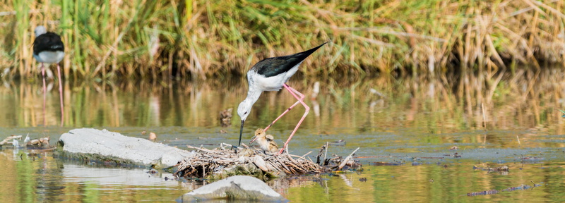 black and white, nature, lake, stork, vertebrate, grass, camargue, seevogel, one animal, heron, full length, no people, standing, arles, stilt bird, selective