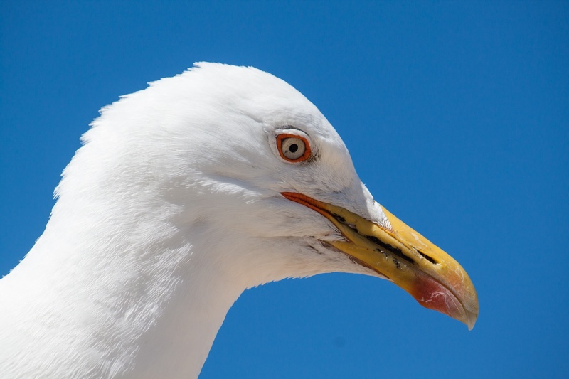 sky, outdoors, profile view, animal themes, 1080P, animal head, bird, side view, nature, water, vertebrate, no people, blue, seagull, animal wildlife