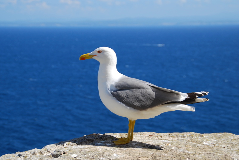 animals in the wild, shallow, vision, sea bird, rock - object, focus, animal, bird, beauty in nature, blue, og, water, nature, vertebrate, animal wildlife