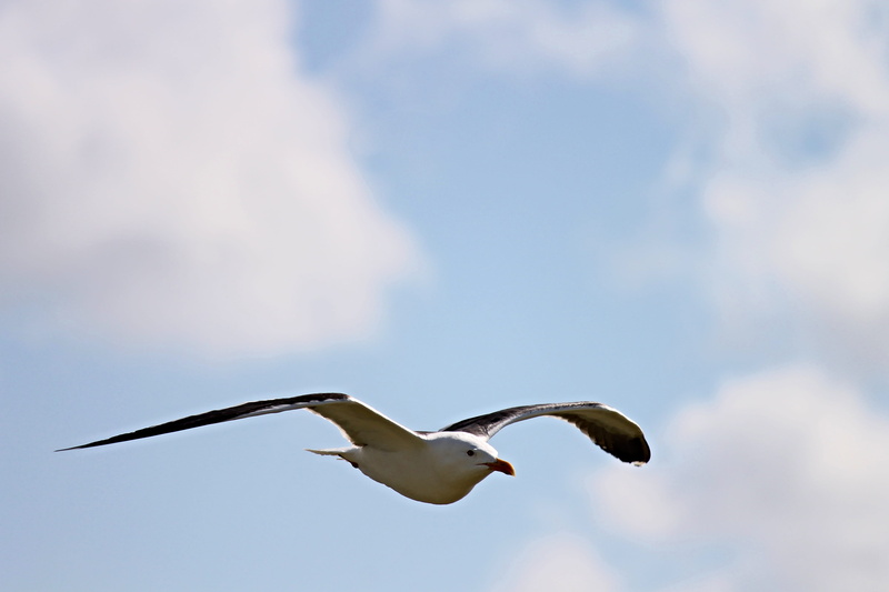 creature, nature, flight, motion, animal wing, vertebrate, feather, animal body part, day, bird, sky, cloud - sky, no people, one animal, water bird, north sea