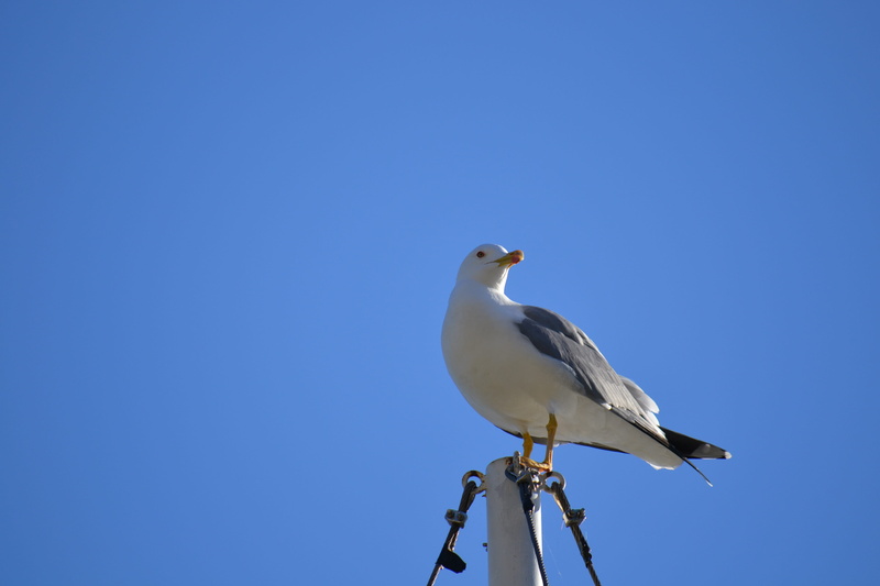 outdoors, no people, perching, low angle view, animals in the wild, vertebrate, sky, water bird, seagull, 4K, blue, bird, animal, full length, animal wildlife