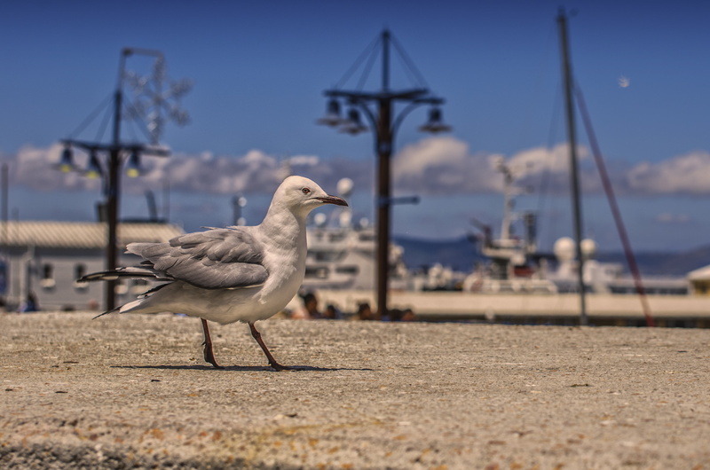 one animal, animal, full length, south africa, no people, nature, animal themes, vertebrate, water, selective focus, close, animal wildlife, seagull, chicken - bird