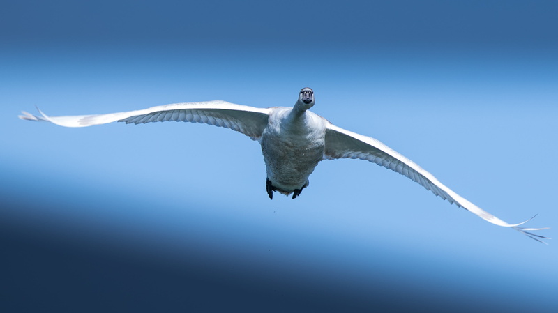 blue, water, 2K, flight, animal themes, vertebrate, nature, no people, mid-air, seevogel, swan, water bird, motion, animal wildlife, animal body part