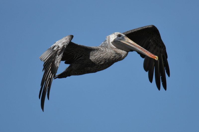 animals in the wild, state bird, winter dress, flight, wing, bird, coast, blue, clear sky, beak, pelecaniformes, bill, brown pelican, spread wings, copy space