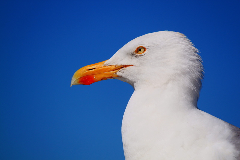 nature, animals in the wild, sky blue, gull portrait, white, clear sky, norderney, vertebrate, animal head, blue background, germany, eagle, sky, eye, bird portrait