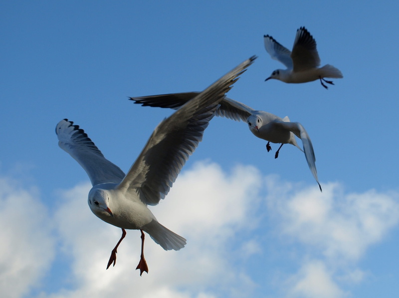 day, gull species, sky, seevogel, close, animals in the wild, species, vertebrate, blue, animal, motion, no people, flight, group of animals, animal portrait