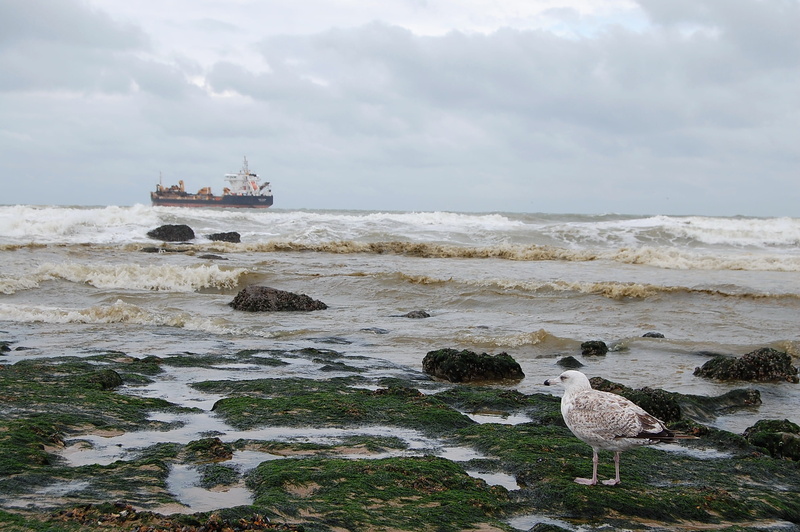 built structure, outdoors, 2K, Seagull, North Sea, sea, day, scenics - nature, no people, Oostende, rock - object, architecture, water, nature, building exterior