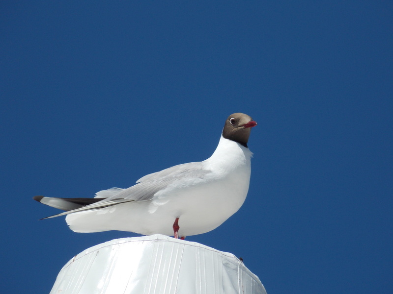 animal, nature, one animal, black-headed gull, sea bird, Species, seevogel, outdoors, Black Headed Gull, no people, white color, animal wildlife, vertebrate