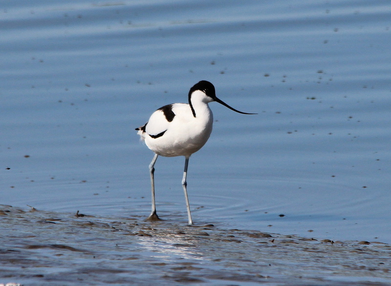 animal, perching, watt bird, animals in the wild, bird, sea, waterfront, water bird, Avocet, white color, animals, beauty in nature, water, one animal