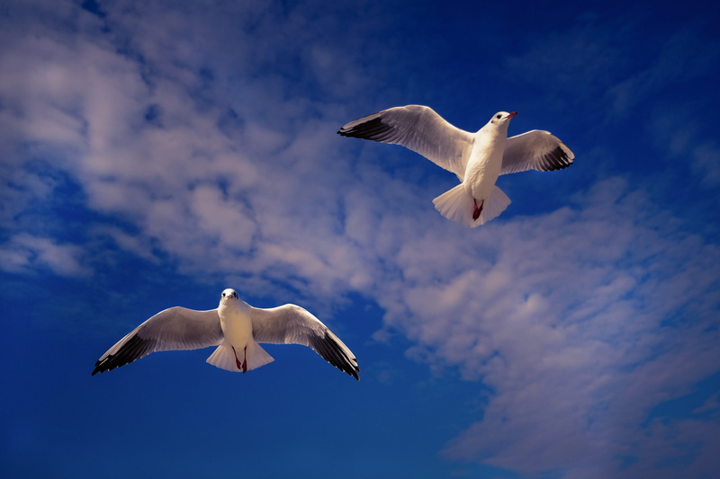 sky, sea, water bird, spread wings, gulls, animal, sun, seevogel, mid-air, dom, blue, flying, bird portrait, no people, vertebrate, low angle view, plumage