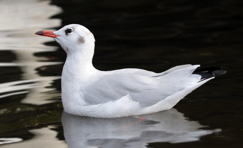 5K, water, vertebrate, seevogel, waterfront, animal wildlife, animal, one animal, river, body, belgium, close-up, minnewater park, day, bruges, bird, white color