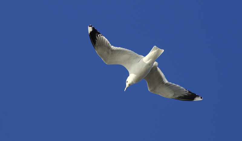bird, bright, flight, low angle view, 5K, white, glide, one animal, flying, white color, sky blue, freedom, cold, birds eye view, seevogel, air, animal wing