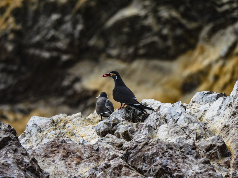 solid, mountain, islas ballestas, rock formation, water bird, bird, black color, south america, day, rock - object, paracas, animal wildlife, one animal