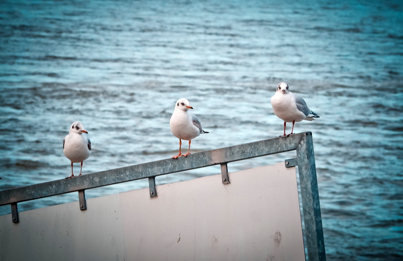 beach, outdoors, water, group of animals, bird, animals in the wild, railing, Animal, vertebrate, wait, birds, nature, animal wildlife, seagull, perching