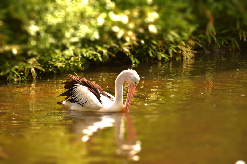 one animal, swimming, vertebrate, pink pelican, water bird, Bird, Water, Pelikan, Nature, beauty in nature, water, swim, reflection, large beak, waterfront