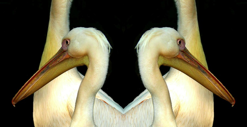 close, species, animal body part, double, vertebrate, portrait, animal head, mirrored, close-up, animal themes, black background, seevogel, animal world
