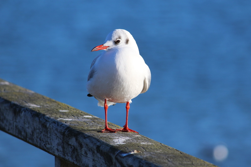 blue, water bird, close, boardwalk, beak, animal wildlife, animal world, focus on foreground, stork, bird, one animal, animals in the wild, seagull, water