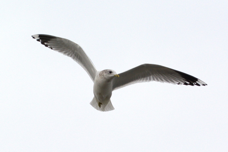 seevogel, herring gull, sky, large gull, animal wing, charadriiformes, vertebrate, flying, seagull, nature, species, north sea, white, eagle, larus, water