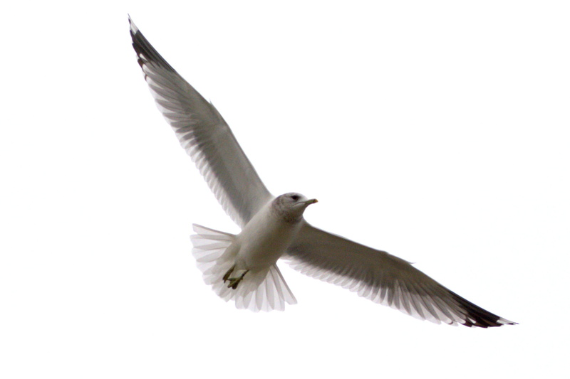 laridae, fly, motion, north sea, large gull, animals in the wild, animal, animal wildlife, sea, sky, copy space, low angle view, flight, flapping, 2K