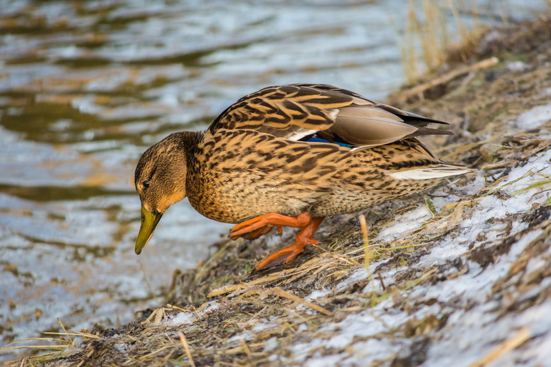 mallard duck, mallard, vertebrate, animal portrait, anas platyrhynchos, fauna, animals in the wild, creature, landscape, animal body part, black, 5K, plumage
