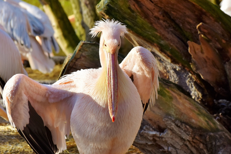 animal wildlife, water, perching, animal neck, nature, photo, 4K, plumage, pelikan, beak, animal, livestock, day, white, bird, land, pelican, animal portrait