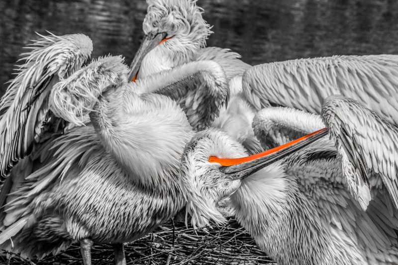 day, vertebrate, spring dress, large beak, black, bill, plumage, pelikan, water bird, 4K, white, focus on foreground, beak, animals in the wild, sea birds