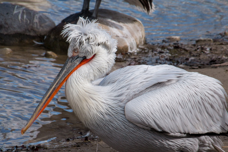 animal wildlife, water bird, white, stork, beach, close-up, white color, animal, vertebrate, bird, spring dress, seashore, one animal, nature, seevogel