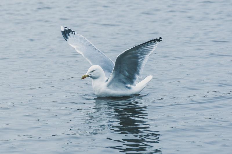 waterfront, holiday, animal, rippled, one animal, flapping, black headed gull, close, spread wings, bird, 4K, flight, feather, coast, motion, nature, outdoors