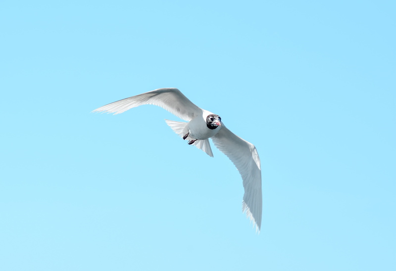 motion, animal body part, animal wildlife, birds, animal themes, nature, blue background, freedom, vertebrate, blue, seevogel, copy space, outdoors, one animal