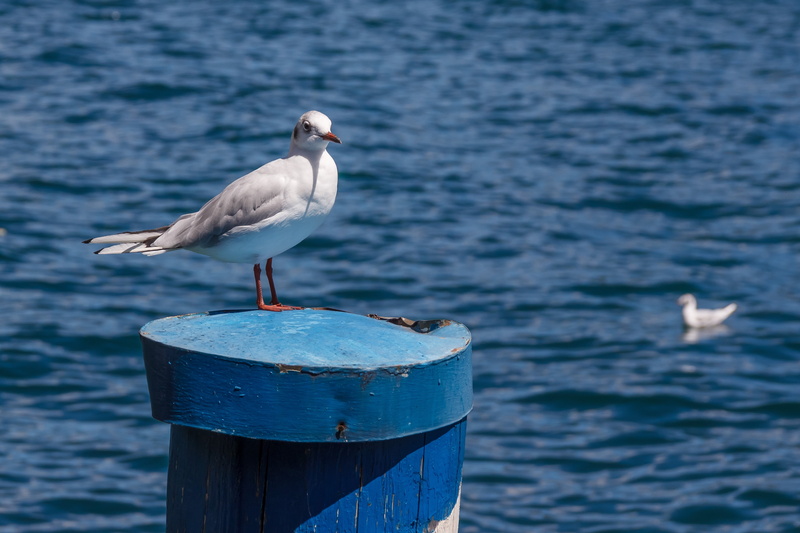 bird, 4K, waterfront, animal wildlife, seagull, water, focus on foreground, animals in the wild, animal, sea Bird, blue, animal themes, outdoors, port