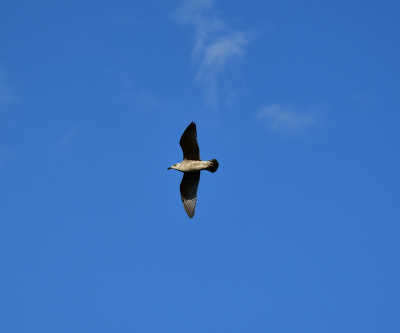 motion, feather, 2K, flying, outdoors, sky, blue, one animal, water bird, fly, low angle view, spread wings, animals in the wild, animal, clear sky, seevogel